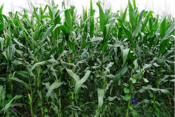 丰歌玉918(区试名称：丰歌918)玉米种简介，每亩施尿素25千克
