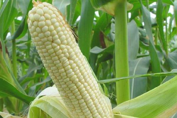 万禾3号玉米种子介绍，种植密度每亩5500株