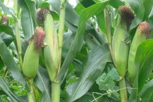万禾3号玉米种子介绍，种植密度每亩5500株