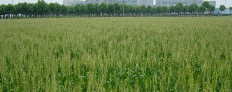 郑麦0989小麦品种简介，适宜播种期10月上中旬