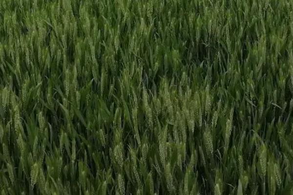 豫农810小麦品种简介，每亩适宜基本苗15～20万