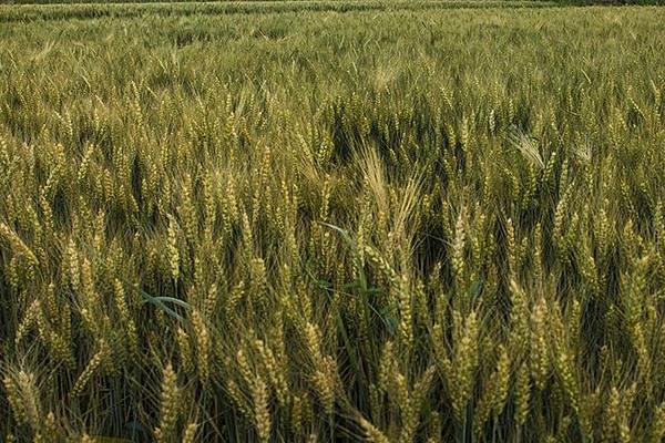 郑麦818小麦品种的特性，弱春性品种