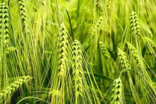 郑麦818小麦品种的特性，弱春性品种