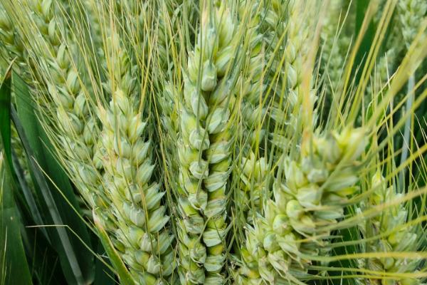 农大753小麦种子简介，半冬性品种