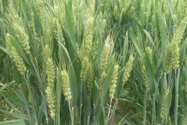 郑麦918小麦种子介绍，适宜播种期10月上中旬