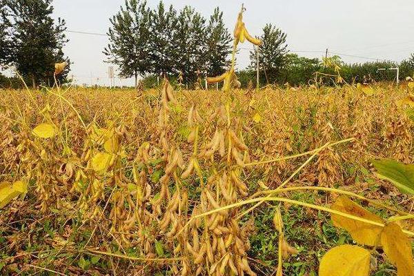 衡春豆10号大豆种子介绍，普通型中熟春大豆品种