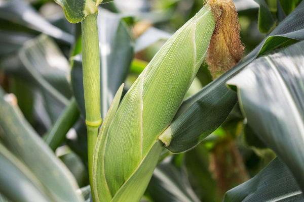 天贵糯537玉米种子介绍，秋播8月25日前播种