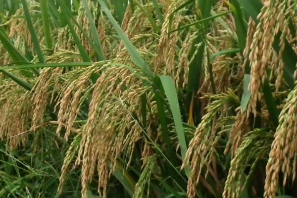 孟两优151水稻种子简介，桂中南部7月10日前播种