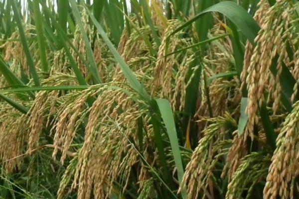 原香优908水稻种子特征特性，每亩有效穗数18.6万
