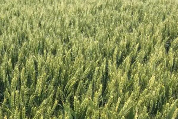 济麦29小麦种子简介，注意防治条锈病和叶锈病