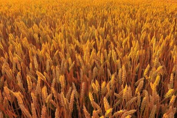 冀麦691小麦种子特点，每亩适宜基本苗20万—22万