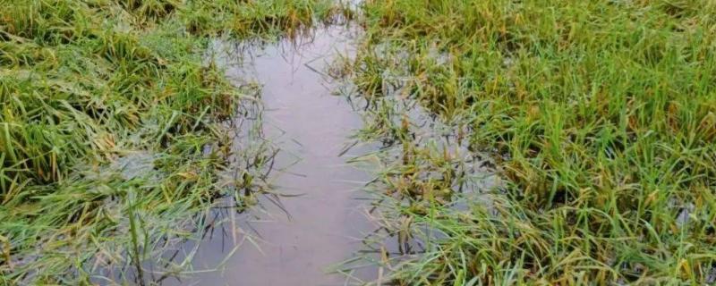 水稻在水里多久能闷死，水面没过水稻后只需3-5天便会出现死亡