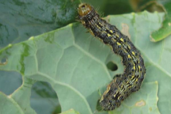 棉铃虫，是棉花蕾铃期重要钻蛀性害虫