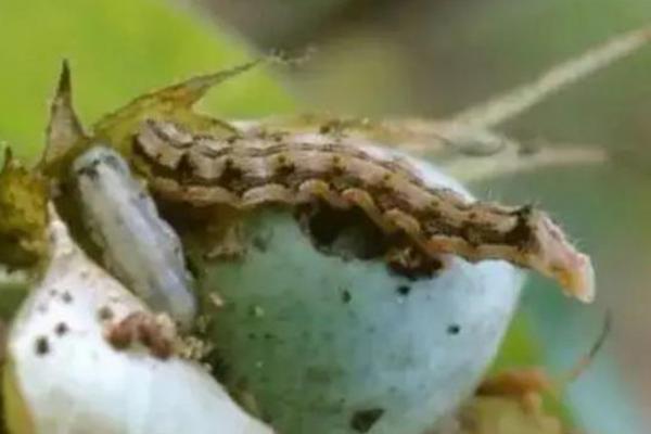 棉铃虫，是棉花蕾铃期重要钻蛀性害虫