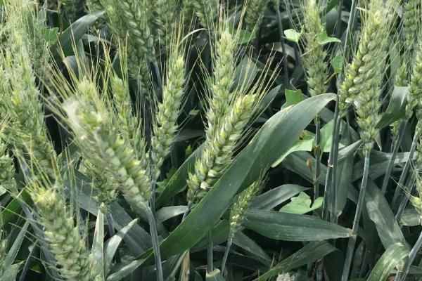 秦麦851小麦品种的特性，比对照品种周麦18熟期稍早