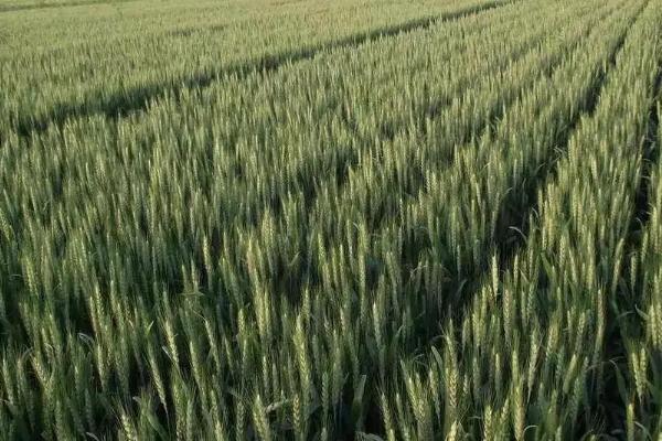 洛麦47小麦品种简介，每亩适宜基本苗18万—20万