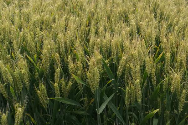 新麦9369小麦种简介，每亩适宜基本苗15万—22万