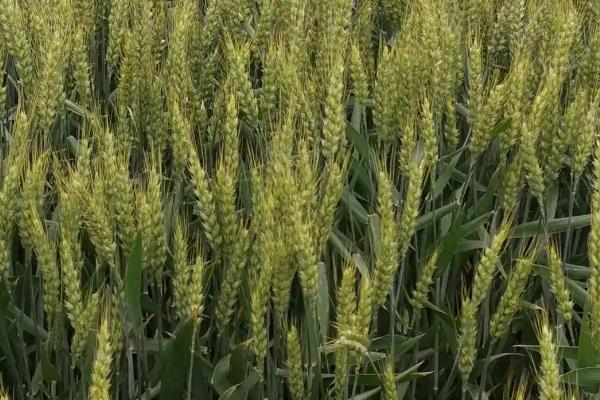 新麦58小麦种子简介，每亩适宜基本苗16万—22万