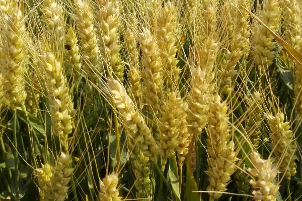 徐麦45小麦种简介，比对照品种周麦18熟期稍早