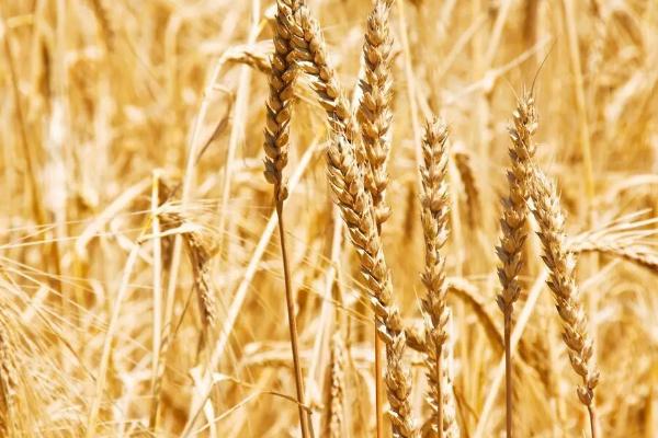 农大0325小麦种子简介，区域试验平均生育期254天