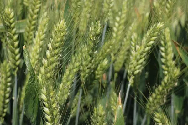 农大0325小麦种子简介，区域试验平均生育期254天