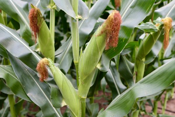 秋乐208玉米种子简介，播种时采用等行距60厘米