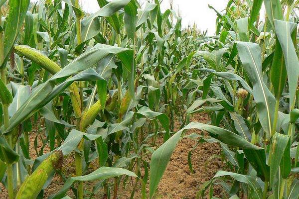 东单3318玉米种子介绍，适宜密度为4500株/亩左右