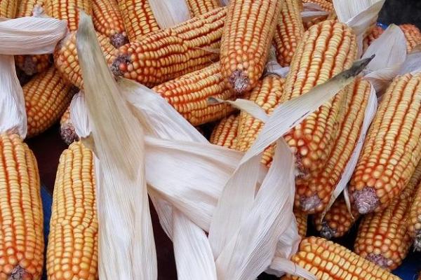 玉丹成S77玉米品种简介，适宜播期为6月10日～20日