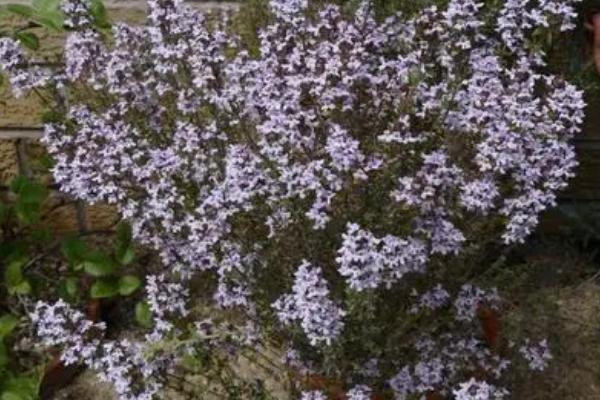 百里香的开花时间，主要集中在6-8月份