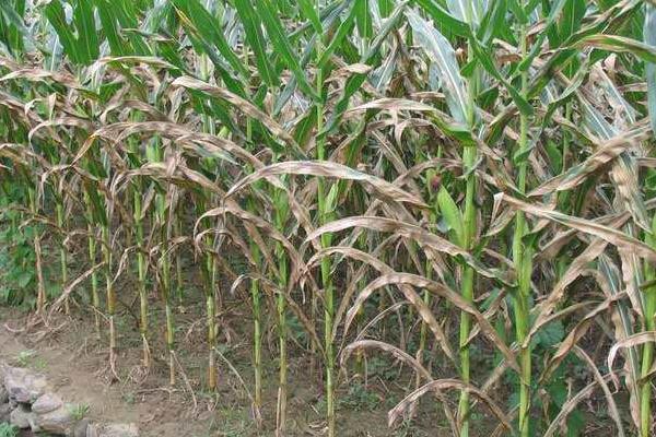 大地905玉米品种的特性，防治杂草