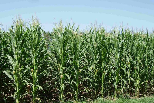 大地905玉米品种的特性，防治杂草