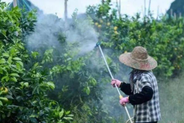 喷施吡虫啉的注意事项，一定要选择适宜的天气与时间