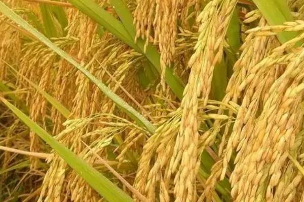 坤两优紫88水稻种子介绍，适宜中高肥力水平栽培