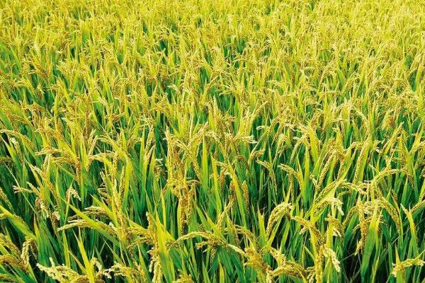 桂香99水稻种子简介，一般全生育期需纯氮10千克