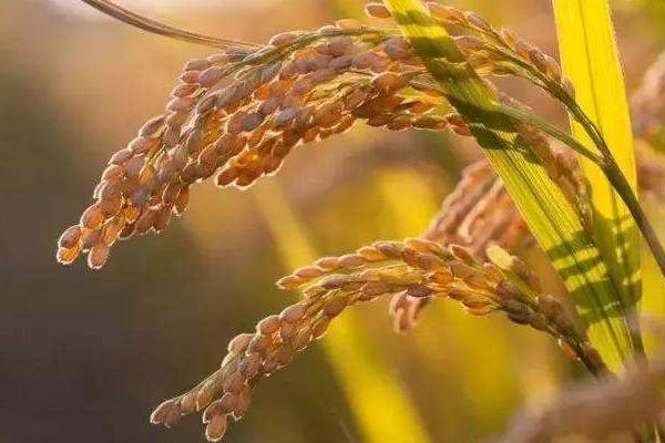坤两优紫88水稻种子介绍，适宜中高肥力水平栽培