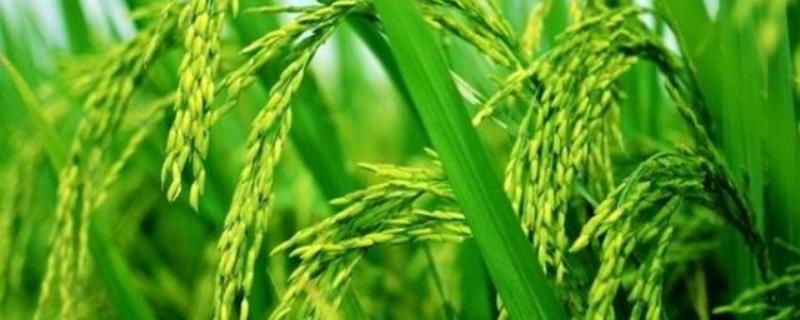 华浙优22水稻种子特点，对螟虫的防治一定要掌握时机