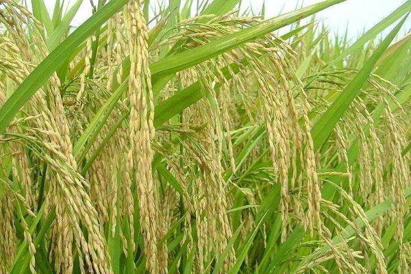 软华优651水稻种子特点，该品种对氮肥较敏感