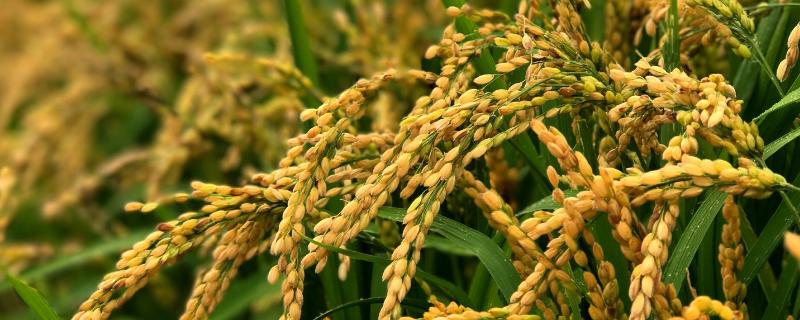 创宇9号水稻种子特征特性，籼型常规水稻品种