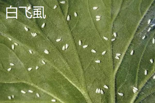 打白飞虱的方法，可以使用烯啶虫胺、噻虫嗪、呋虫胺等药剂