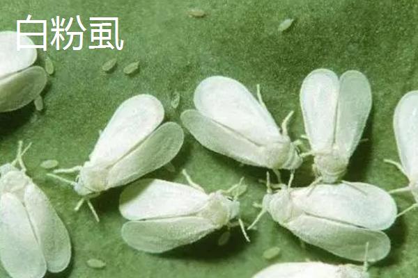 打白飞虱的方法，可以使用烯啶虫胺、噻虫嗪、呋虫胺等药剂