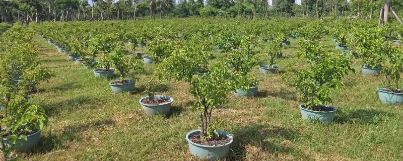 圃地苗木如何合理施肥，需根据苗木不同生长期来选择