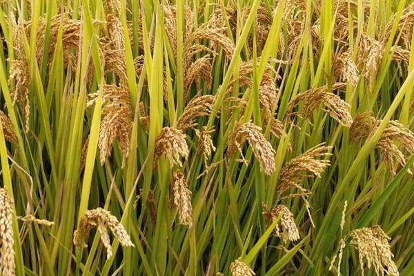 吉两优3885水稻种子介绍，注意防治各种病虫害