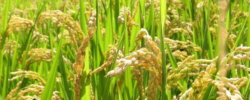 沪优716水稻种子简介，全生育期142～183天