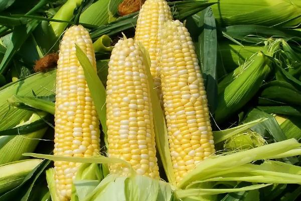 瑞玉805玉米种子特征特性，春播平均生育期114.6天
