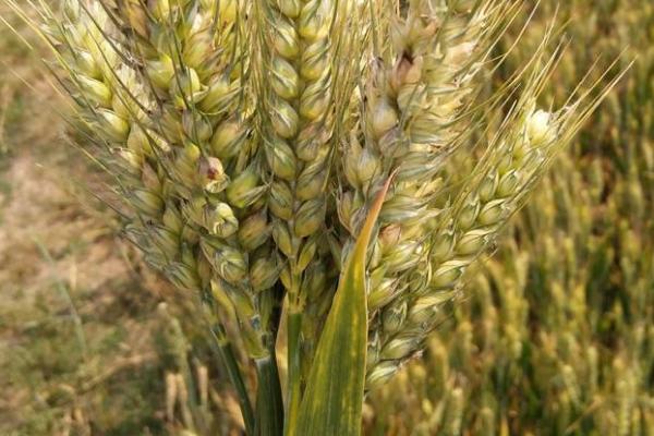 绵麦902小麦种子特征特性，高抗白粉病