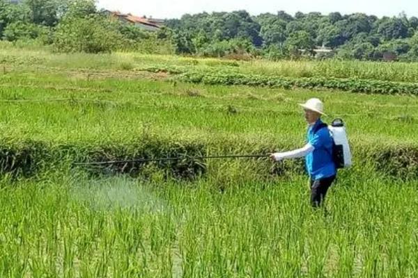 水田封闭除草用什么药合适，可以使用恶草灵和哌草津