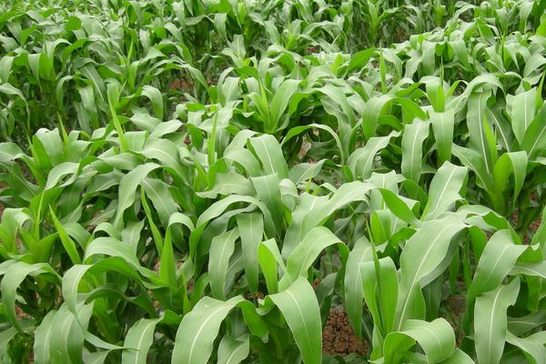 金玉011玉米品种的特性，结合每亩施尿素20千克