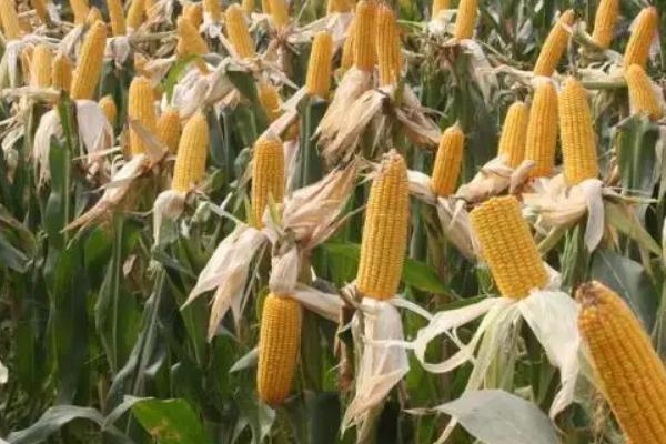 惠农单6号玉米种简介，结合每亩施尿素25千克