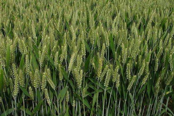 滇麦11号（试验名称：滇麦11号）小麦品种简介，生育期172天