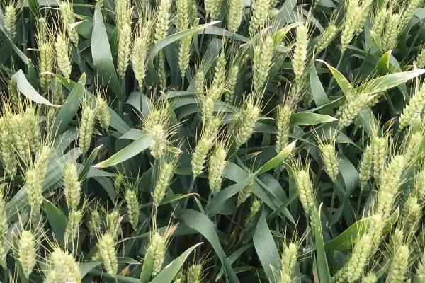 云麦79（试验名称：文D6-8）小麦种子简介，适时播种